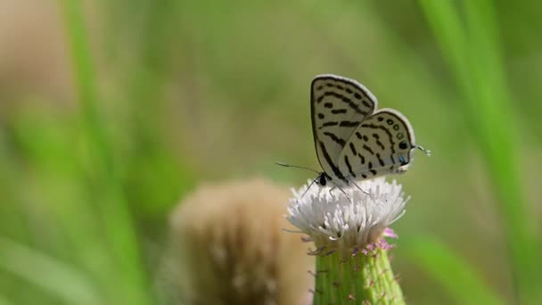 野生の花に餌をやるキャベツ蝶 Pieris Brassicae — ストック動画
