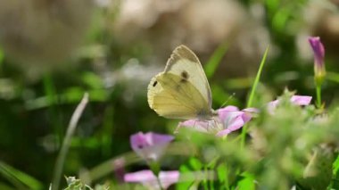 Yabani çiçeklerin üzerindeki lahana kelebeği (Pieris brassicae)