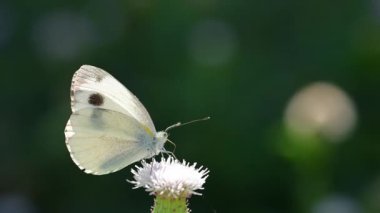 Yabani çiçeklerin üzerindeki lahana kelebeği (Pieris brassicae)