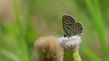 Yabani çiçeklerin üzerindeki lahana kelebeği (Pieris brassicae)
