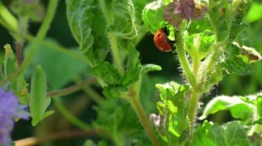 Yeşil Arkaplan Çiçekli Uğurböceği