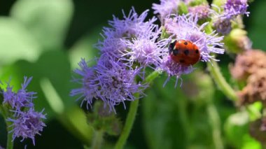 Yeşil Arkaplan Çiçekli Uğurböceği