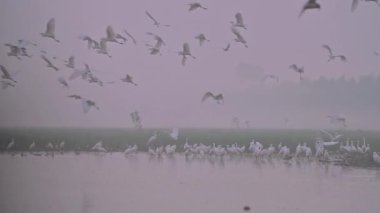 Güzel altın sabahta Akbalıkçıllar.