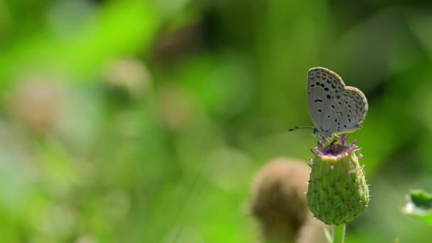 Káposzta Pillangó Pieris Brassicae Vadon Élő Virágok Etetése — Stock videók