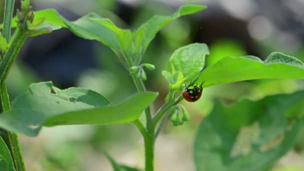 Ladybug Flower Green Background — Stock Video