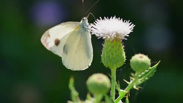 Cabbage Butterfly Pieris Brassicae Wild Flowers Feeding — Stock Video