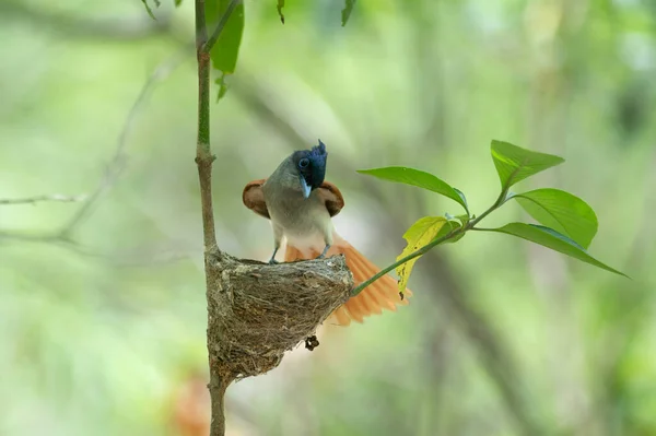 Aziatisch Paradijs Vliegenvanger Met Kuikens Nest — Stockfoto