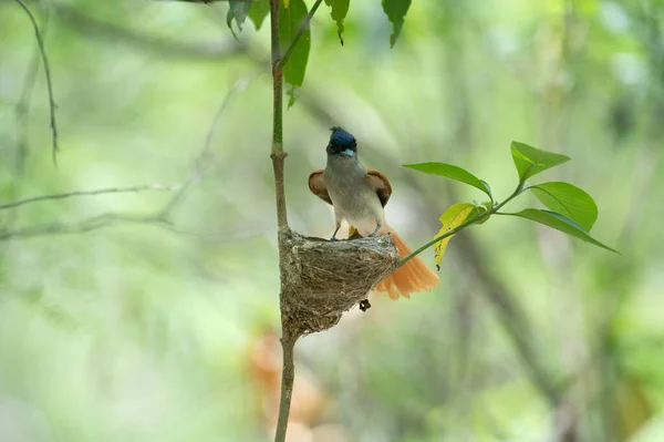 Aziatisch Paradijs Vliegenvanger Met Kuikens Nest — Stockfoto