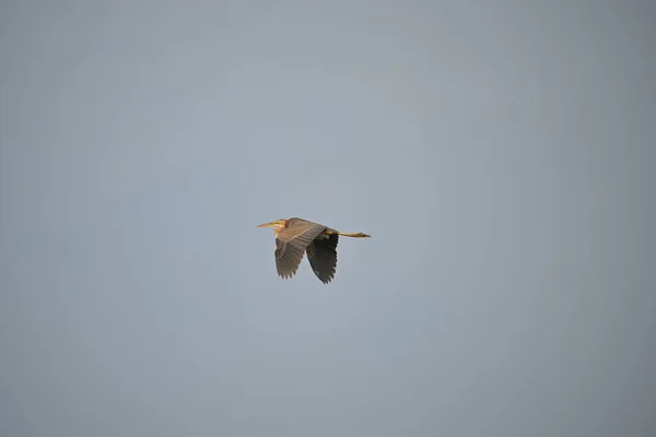 Pájaro Volador Cielo — Foto de Stock