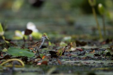 Sülün bir civciv Jacana 'yı takip etti Nilüfer yaprağıyla beslenen suda yüzen