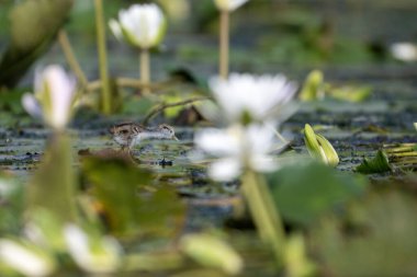Sülün bir civciv Jacana 'yı takip etti Nilüfer yaprağıyla beslenen suda yüzen