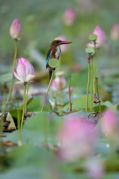 King Fisher Beautiful Lotus Flowers Morning — Stock Photo, Image