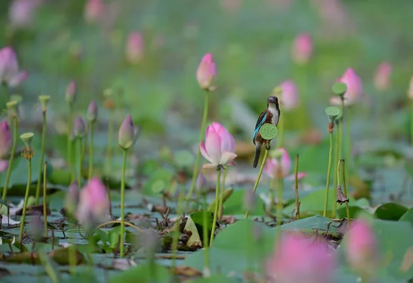 King Fisher Beautiful Lotus Flowers Morning — Stock Photo, Image