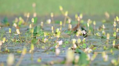 Sülün kuyruklu Jacana Nilüfer havuzunda besleniyor 
