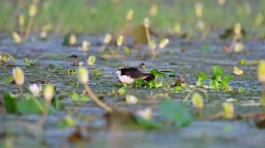 Sülün kuyruklu Jacana kuluçka yumurtaları için yumurtanın üzerine oturuyor.