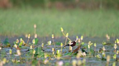 Sular Ülkesi 'nin kraliçesi Jacana Kuş, Nilüfer Çiçekleri' nde