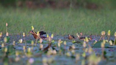 Daha az ıslık çalan ördekler Güzel nilüfer çiçekleriyle sulak arazide 