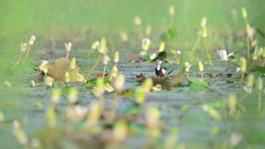 Sülün kuyruklu Jacana ve nilüfer çiçekleri nilüferde