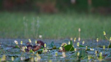 Yeşil yapraklı ördekler