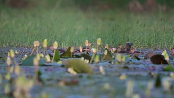 Piękny Widok Ptasiej Rodziny Mniejsze Kaczki Gwizdające Pływanie Wodzie — Wideo stockowe