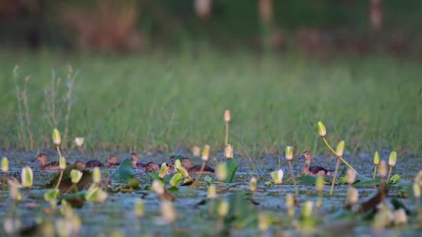 Petits Canards Siffleurs Avec Belles Fleurs Lotus Dans Les Zones — Video