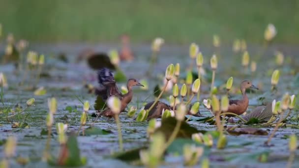 Weniger Pfeifende Enten Teich — Stockvideo