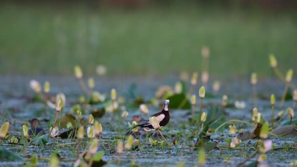 Pheasant Ekor Jacana Lahan Basah — Stok Video