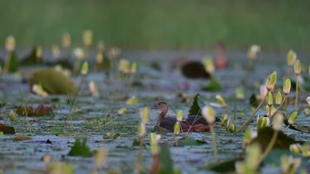 Petit Canard Siffleur Prenant Son Bain Dans Les Zones Humides — Video