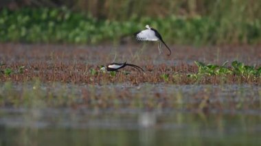 Sülün Kuyruğu Jacana 'nın kur yapma davranışı 