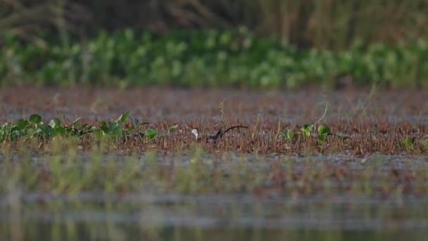 Pheasant Tailed Jacana Collecting Nesting Material — Stock Video