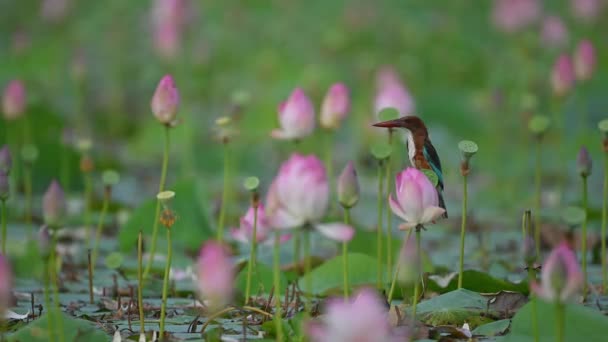 White Throated Kingfisher Lotus Flowers — стоковое видео
