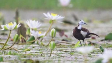 Sülün Jacana 'yı beyaz su çiçekleri ile takip etti. 