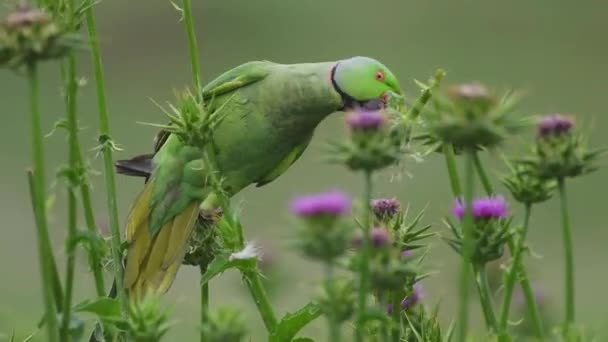 Piękna Róża Pierścień Papuga Ptak Żywieniu Wild — Wideo stockowe
