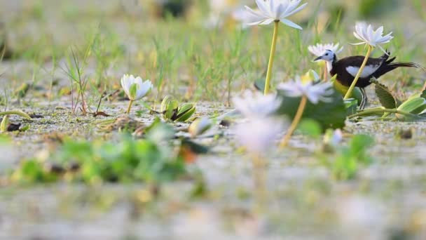 Φασιανός Ουρά Jacana Λευκά Λουλούδια Κρίνο Νερό — Αρχείο Βίντεο