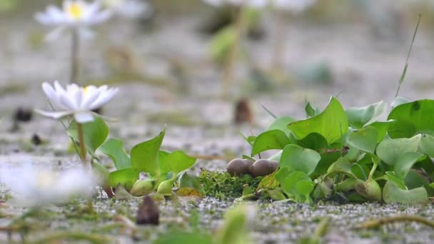 Ägg Fasan Tailed Jacana Nest Flytande Löv — Stockvideo
