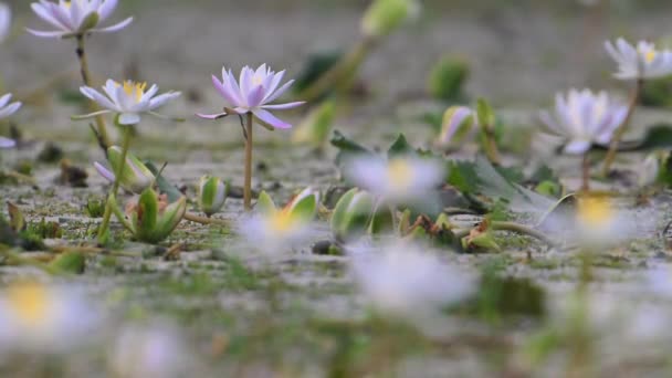 Όμορφα Άνθη Λωτού Στην Άγρια Φύση — Αρχείο Βίντεο