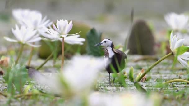 Φασιανός Ουρά Jacana Λευκά Λουλούδια Κρίνο Νερό — Αρχείο Βίντεο