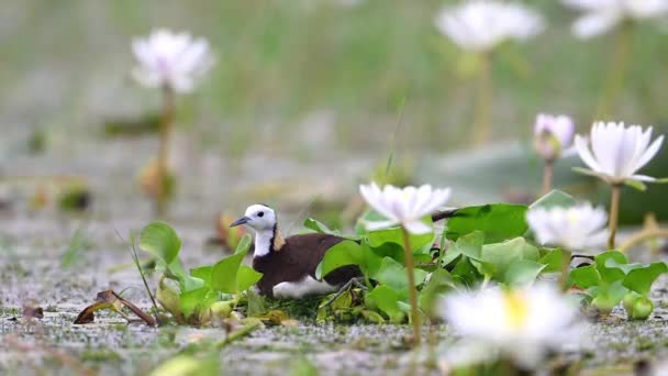 Φασιανός Ουρά Jacana Bird Κάθεται Πάνω Αυγά — Αρχείο Βίντεο