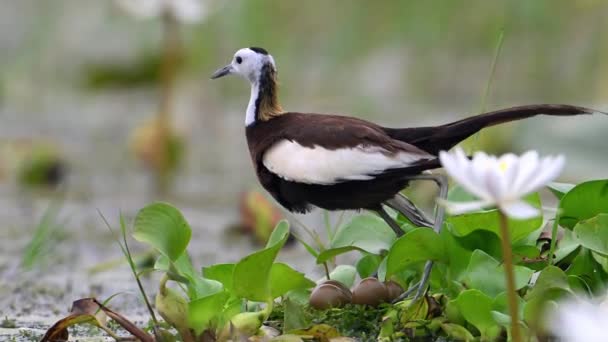 Burung Jacana Ekor Pegar Meninggalkan Sarang Dengan Telur — Stok Video