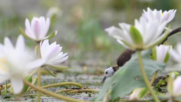 Pheasant Ekor Jacana Feeding Water Lily Leaf Pond — Stok Video