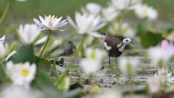 Pheasant Ουρά Jacana Ταΐζοντας Φύλλο Νούφαρο Στη Λίμνη — Αρχείο Βίντεο