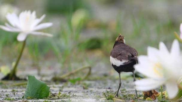 Pheasant Ουρά Jacana Ταΐζοντας Φύλλο Νούφαρο Στη Λίμνη — Αρχείο Βίντεο