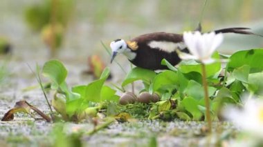 Sülün Kuyruklu Jacana Kuşu Uçan yapraklı yumurtalarla