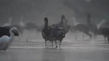 Sis sırasında gölde balık tutan leylek sürüleri, siyah ve beyaz 