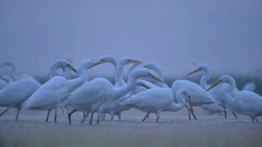 Sabahları sulak alanda balıkçılık yapan büyük balıkçıllar. 