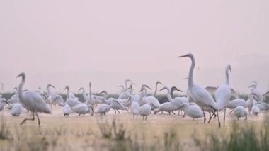 Büyük Akbalıkçıllar gölette 