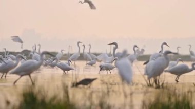 Büyük Akbalıkçıllar gölette 