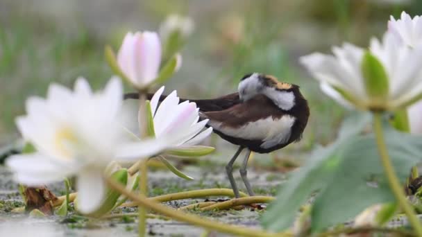 Pheasant Tailed Jacana Cleaning Feathers Water Lily Flower Pond — Stock Video