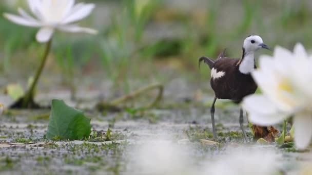 Φασιανός Ουρά Jacana Καθαρισμός Φτερών Στη Λίμνη Λουλουδιών Κρίνο Νερό — Αρχείο Βίντεο