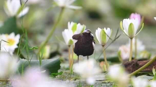 Φασιανός Ουρά Jacana Καθαρισμός Φτερών Στη Λίμνη Λουλουδιών Κρίνο Νερό — Αρχείο Βίντεο